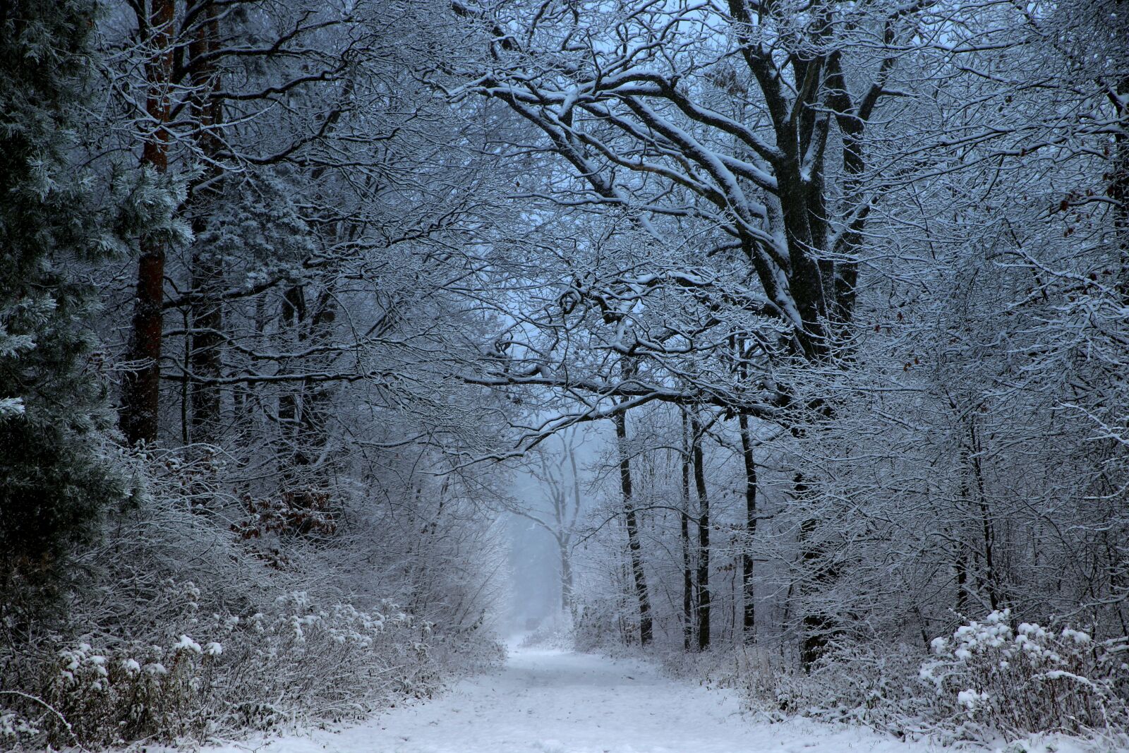 Canon EOS 6D sample photo. Mati, winter, snow photography