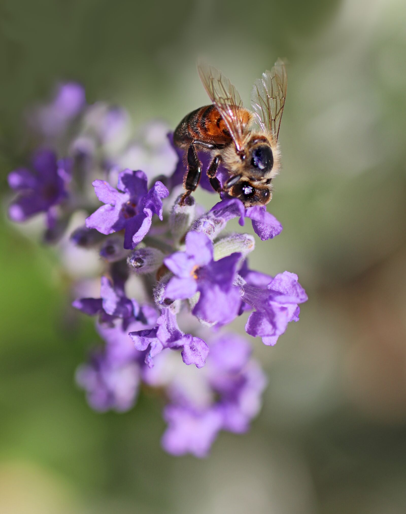 Tamron SP 90mm F2.8 Di VC USD 1:1 Macro sample photo. Insect, bee, flower photography