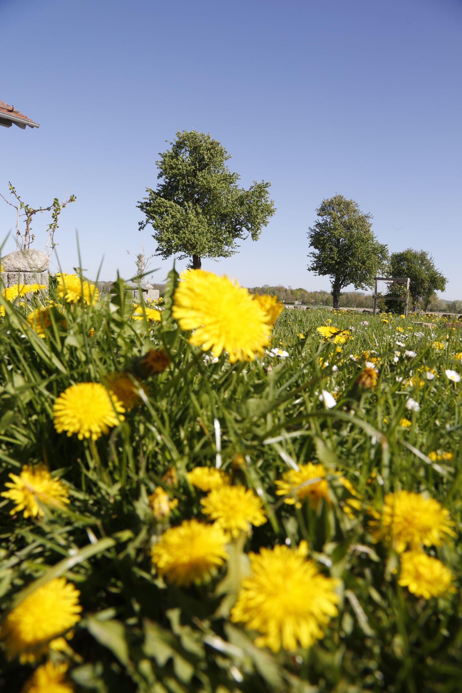 Canon EF 24-105mm F4L IS USM sample photo. Flowers, dandelion, yellow photography