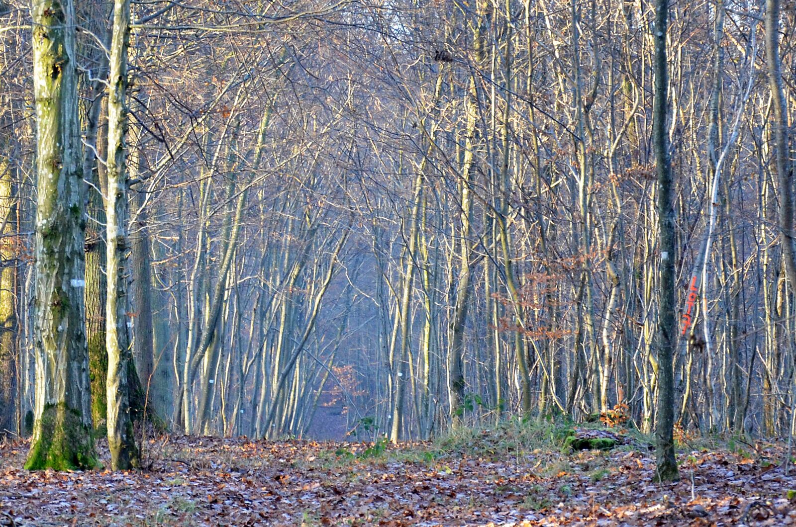 Nikon D5100 sample photo. Forest, trees, nature photography