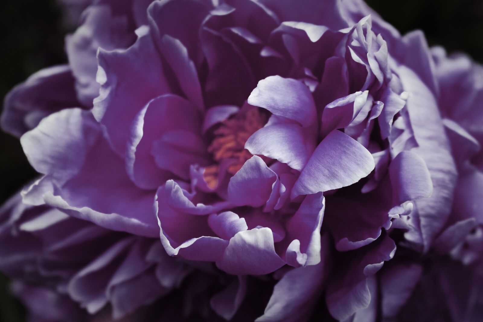 Canon EOS 700D (EOS Rebel T5i / EOS Kiss X7i) sample photo. Purple, dark, peony photography