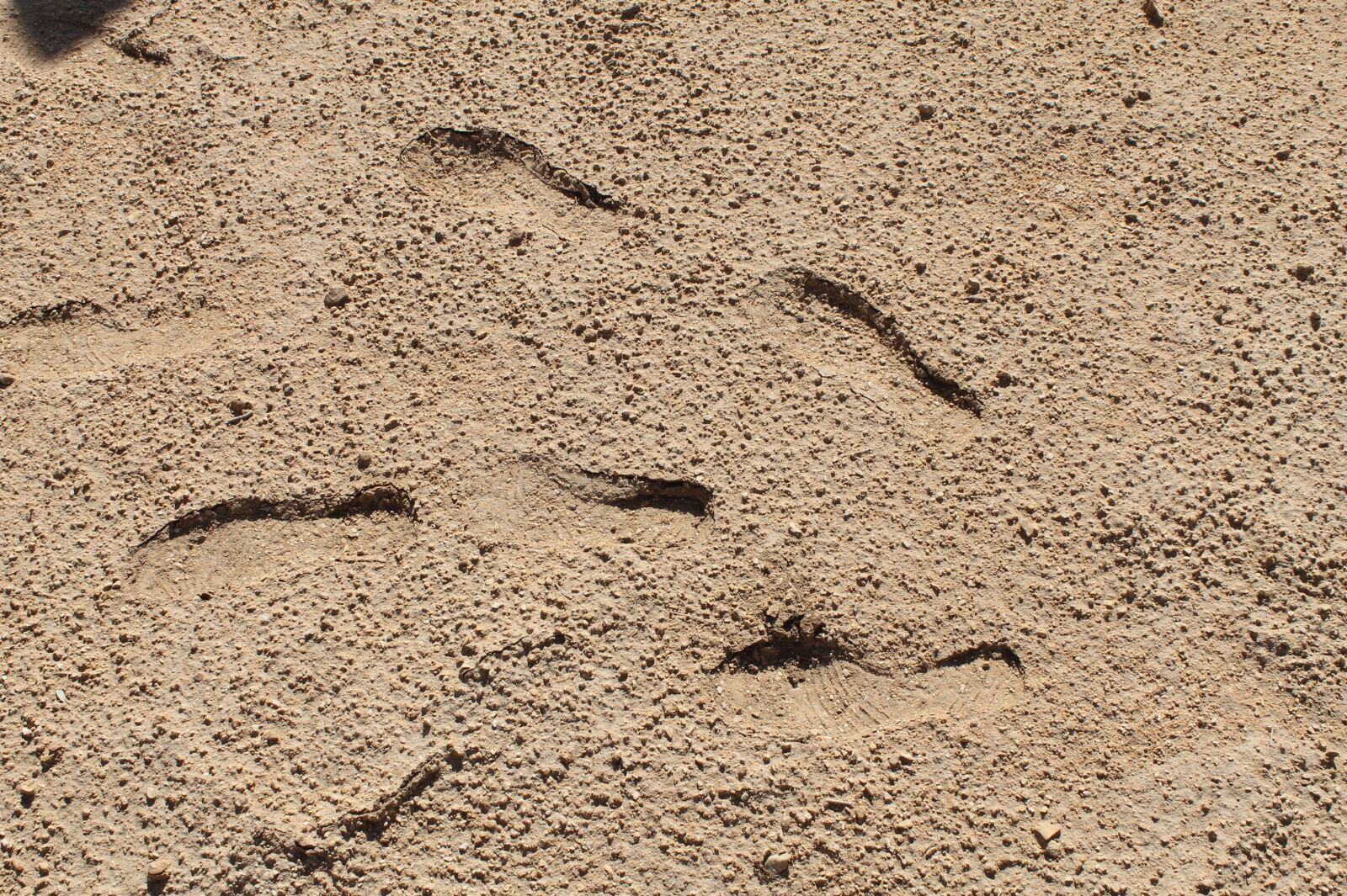 Canon EOS 1100D (EOS Rebel T3 / EOS Kiss X50) sample photo. Sand, saudi arabia, footprints photography