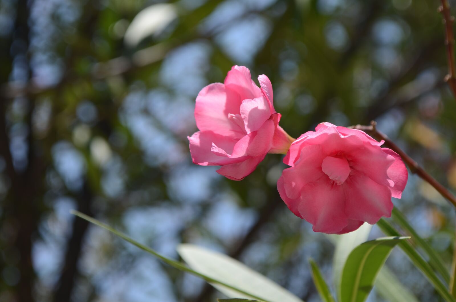 Nikon D5100 sample photo. Pink flower, flower, flora photography