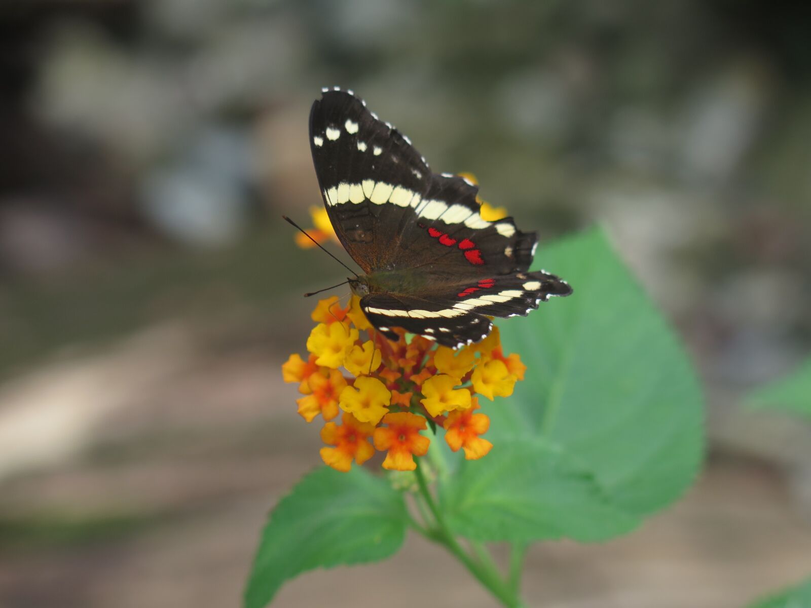Canon PowerShot G16 sample photo. Natural, insect, butterfly photography