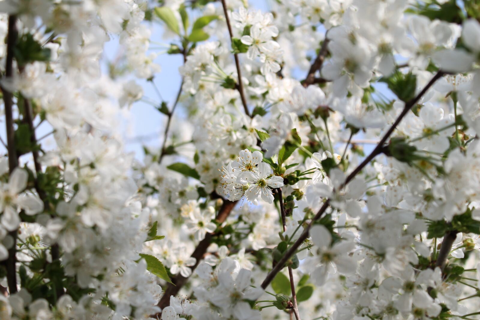 Canon EOS 1100D (EOS Rebel T3 / EOS Kiss X50) sample photo. Flower, cherry, branch photography
