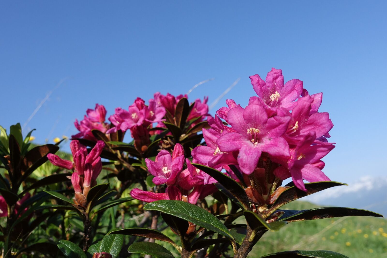 Sony Cyber-shot DSC-RX100 IV sample photo. Mountain spring, alpine roses photography