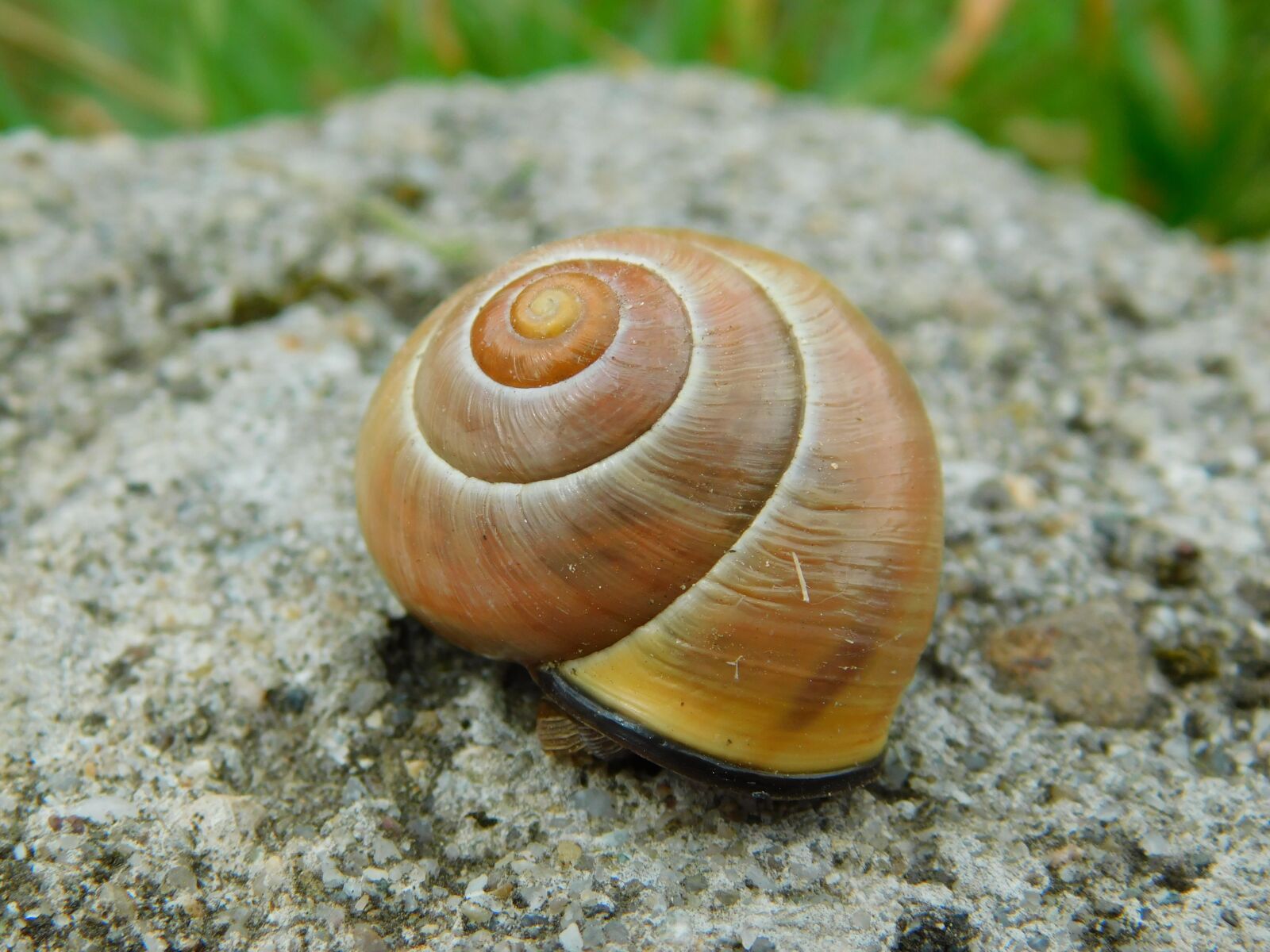 Nikon Coolpix B500 sample photo. Snail, seashell, molluscum photography