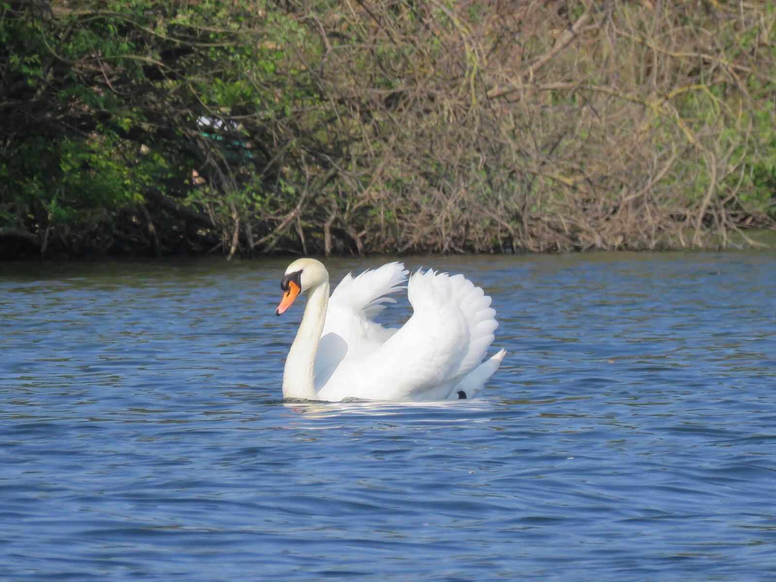 Canon PowerShot SX60 HS sample photo. Swan, show off, feathers photography