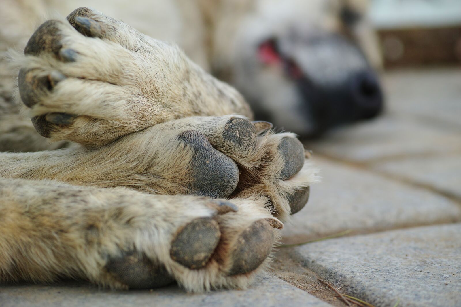 Sigma dp3 Quattro sample photo. Dog, sleep, asleep photography