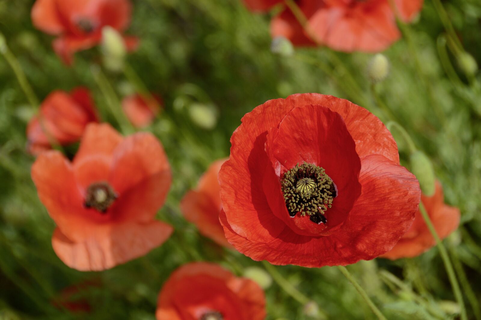 Nikon D3200 sample photo. Nature, poppy, flowers photography