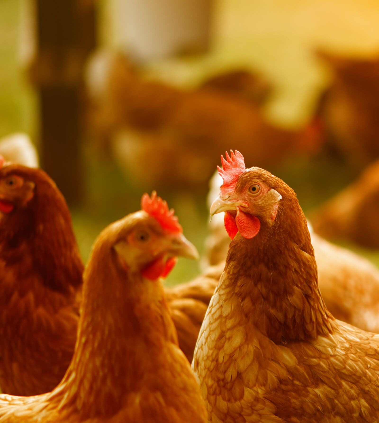 Nikon D7200 sample photo. Chickens, poultry, free running photography