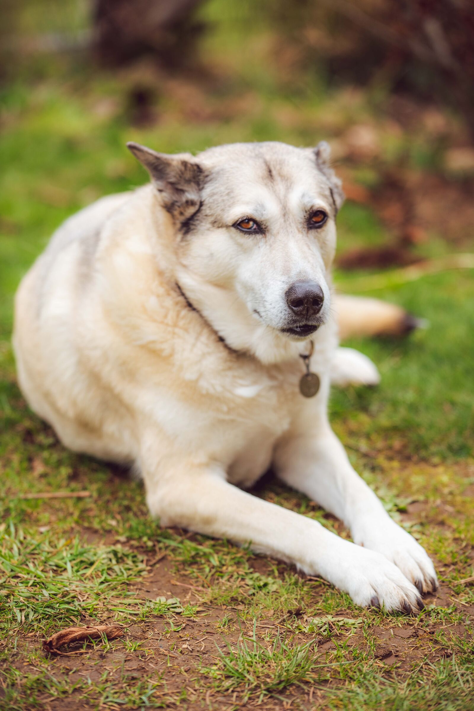 Nikon D750 sample photo. Dog, husky, animal photography