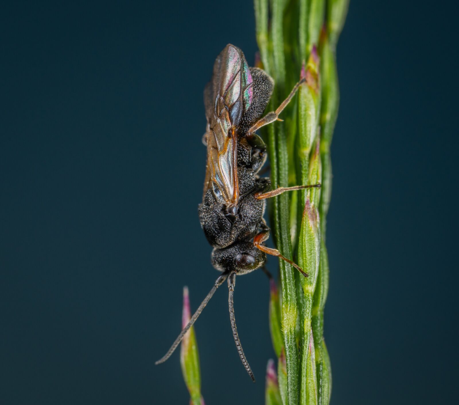 Sony a7R II sample photo. Macro, wasp, insect photography
