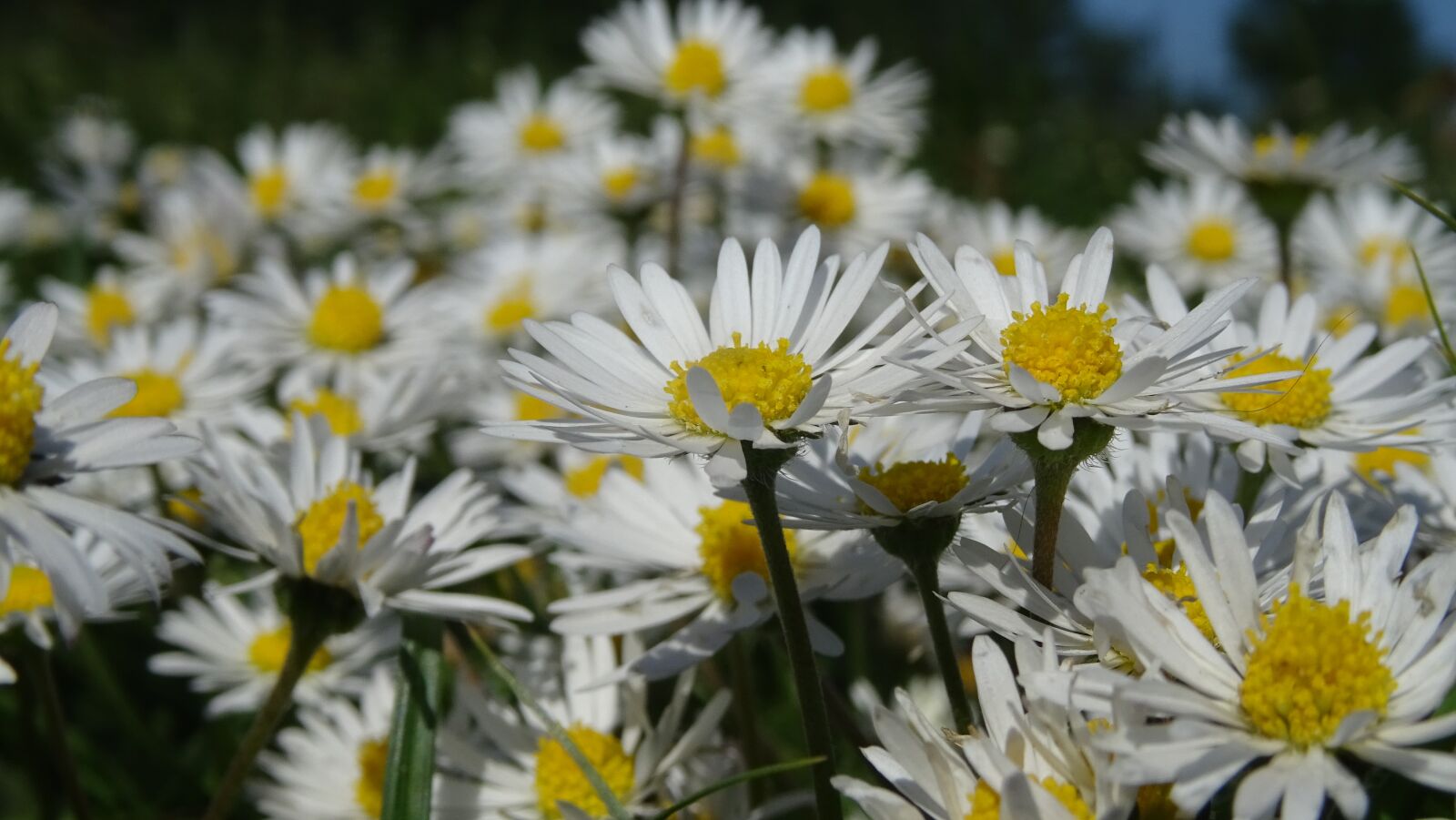 Sony DSC-HX60 sample photo. Daisies, white, flowers photography