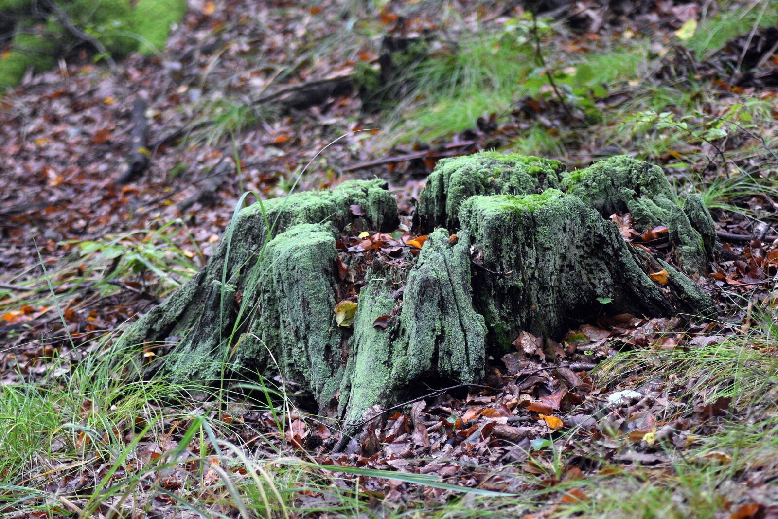 Nikon D3400 sample photo. Stump, nature, forest photography