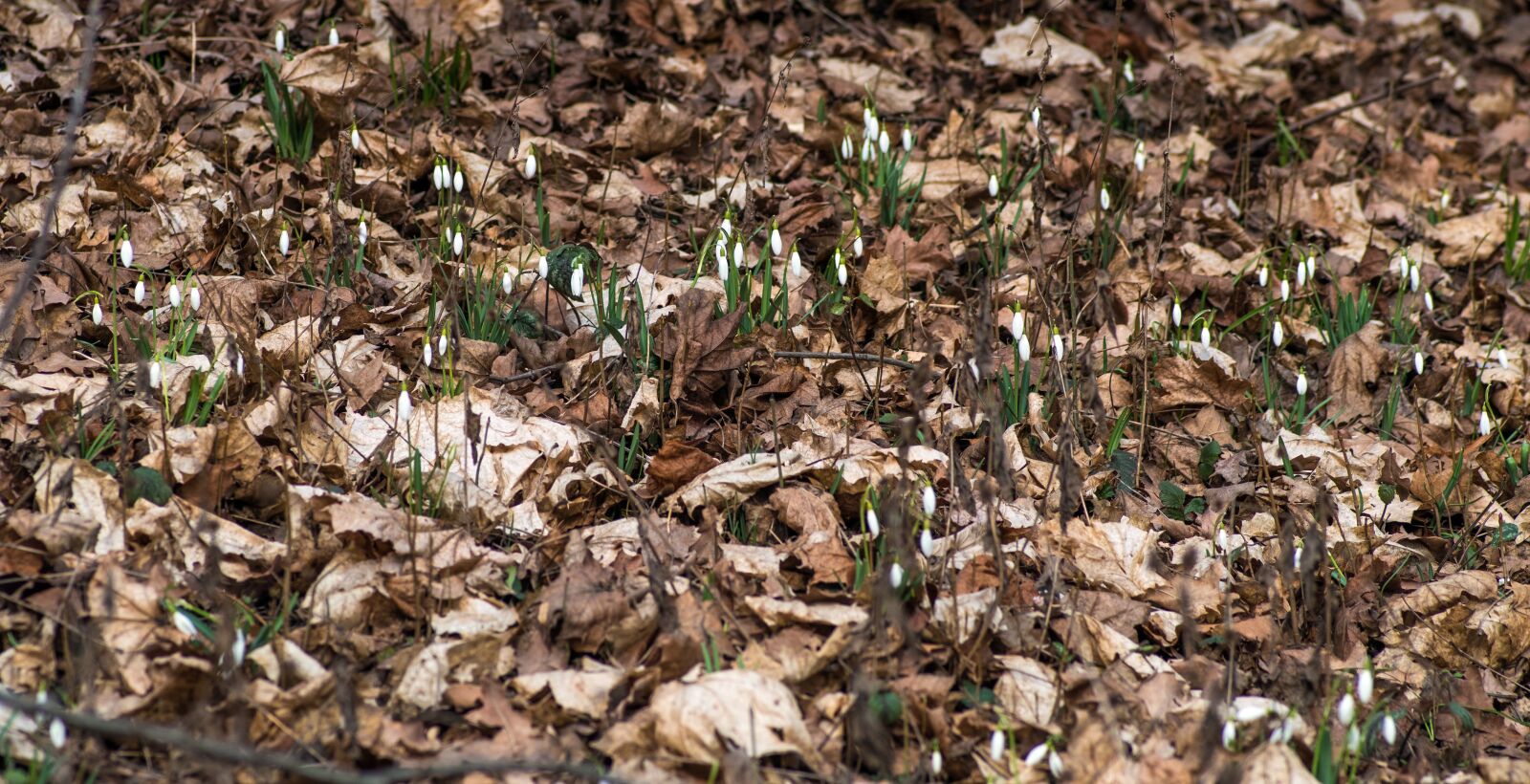 Pentax K-S2 sample photo. Snowdrops, snowflakes, early spring photography
