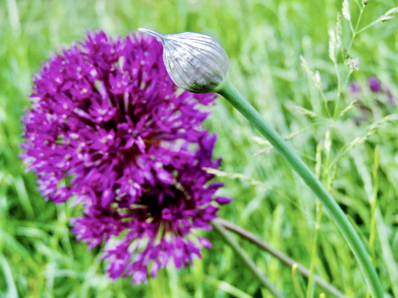 Nikon Coolpix P520 sample photo. Ornamental onion, fruit, capsule photography