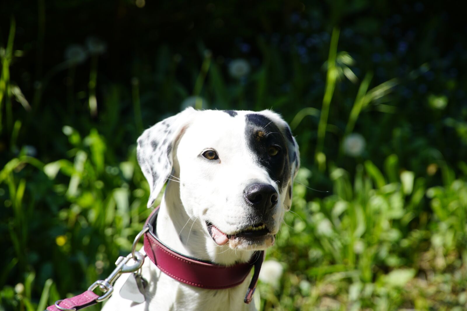 Sony a7R II + Sony E PZ 18-105mm F4 G OSS sample photo. Cute, white, dog photography