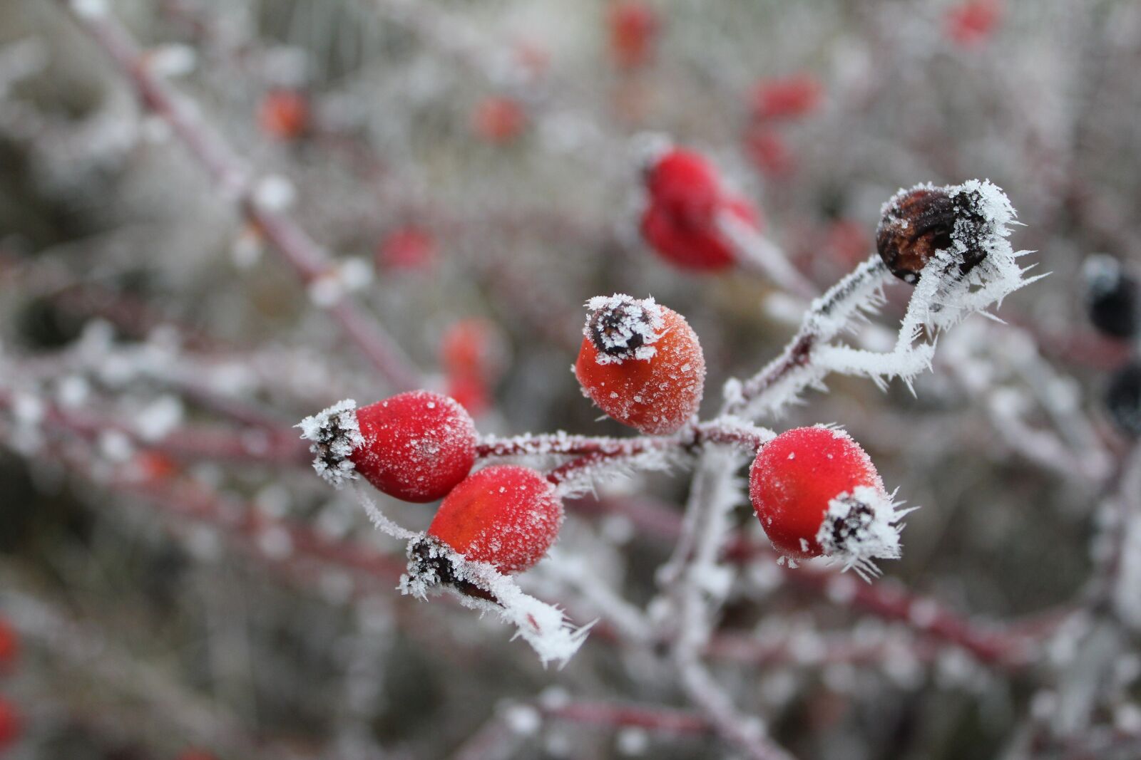 Canon EOS 550D (EOS Rebel T2i / EOS Kiss X4) sample photo. Rose hip, gefrohren, winter photography