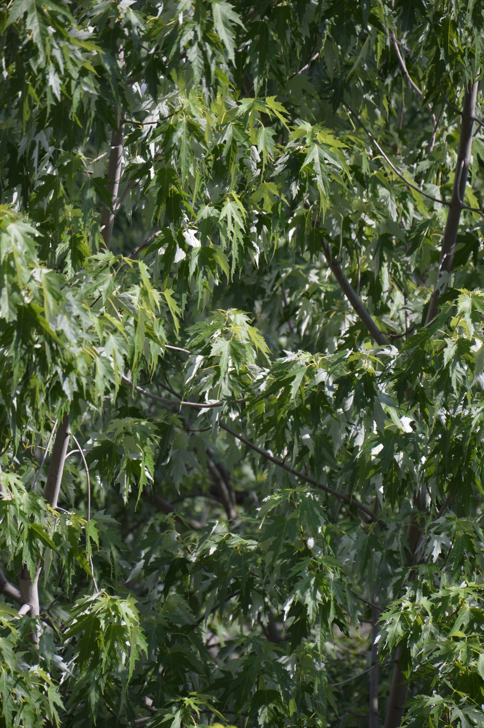 Nikon D3200 sample photo. Foliage, tree, leaves photography