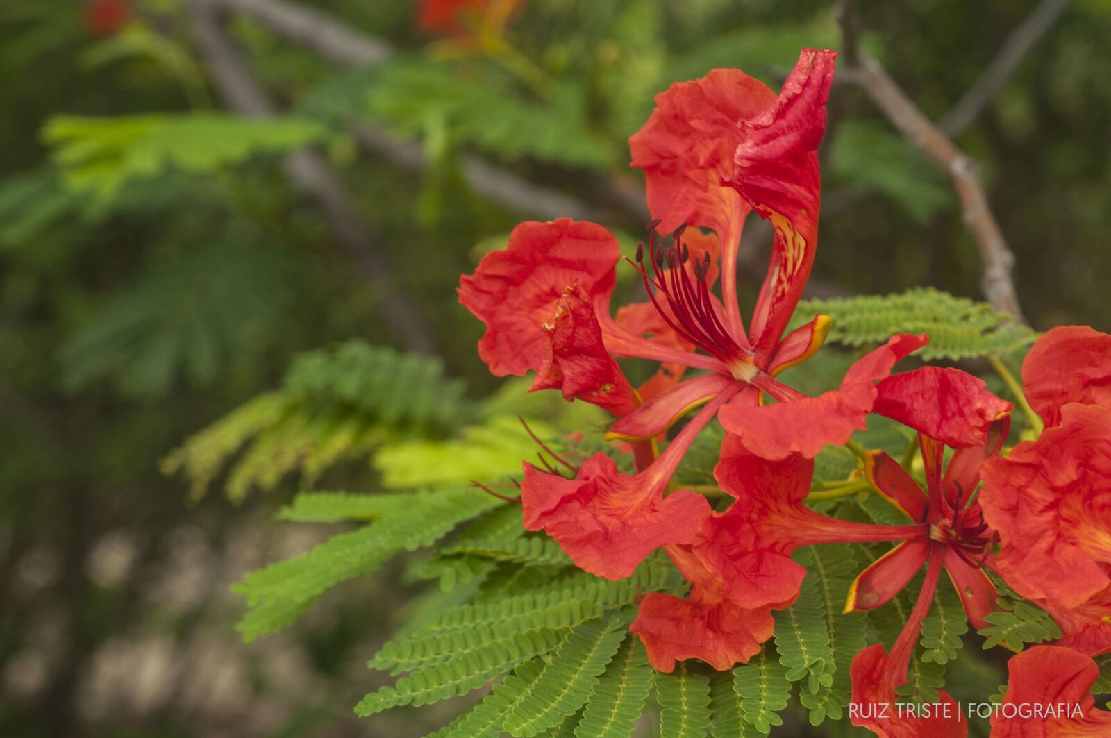 Nikon D300 sample photo. Flower, orange flower, orange photography