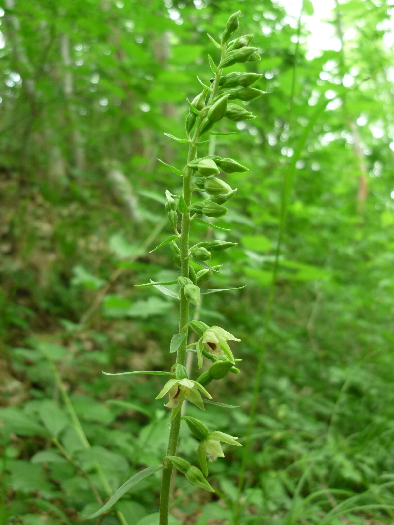 Panasonic Lumix DMC-FS6 sample photo. Spitzlippige helleborine, german orchid photography