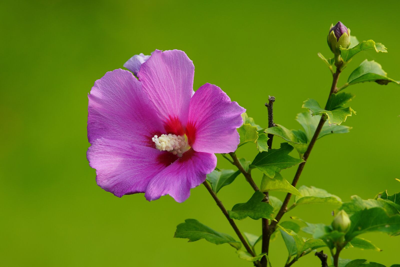 Canon EF 300mm F4L IS USM sample photo. Mugunghwa, butterfly, flower photography