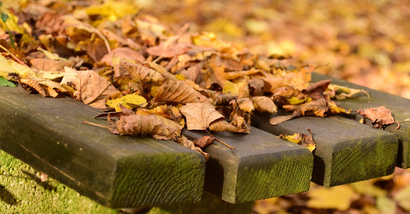 Nikon D3300 sample photo. Nature, leaf, food, wood photography