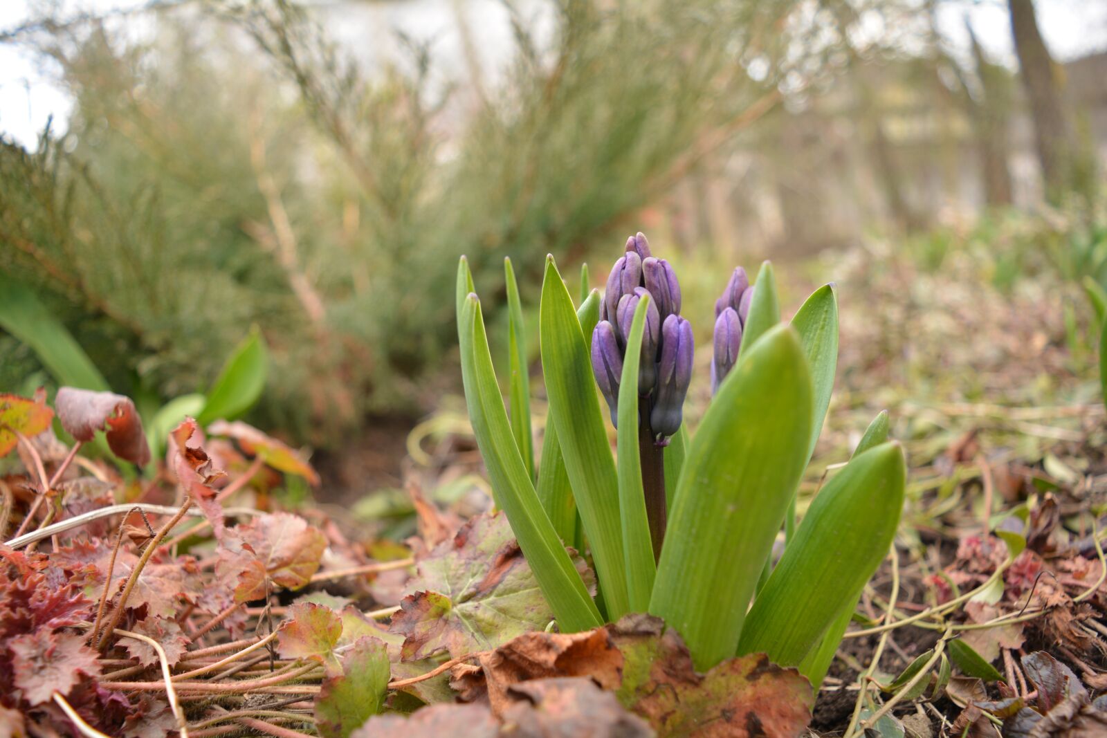 Nikon D5200 sample photo. Spring, flower, nature photography