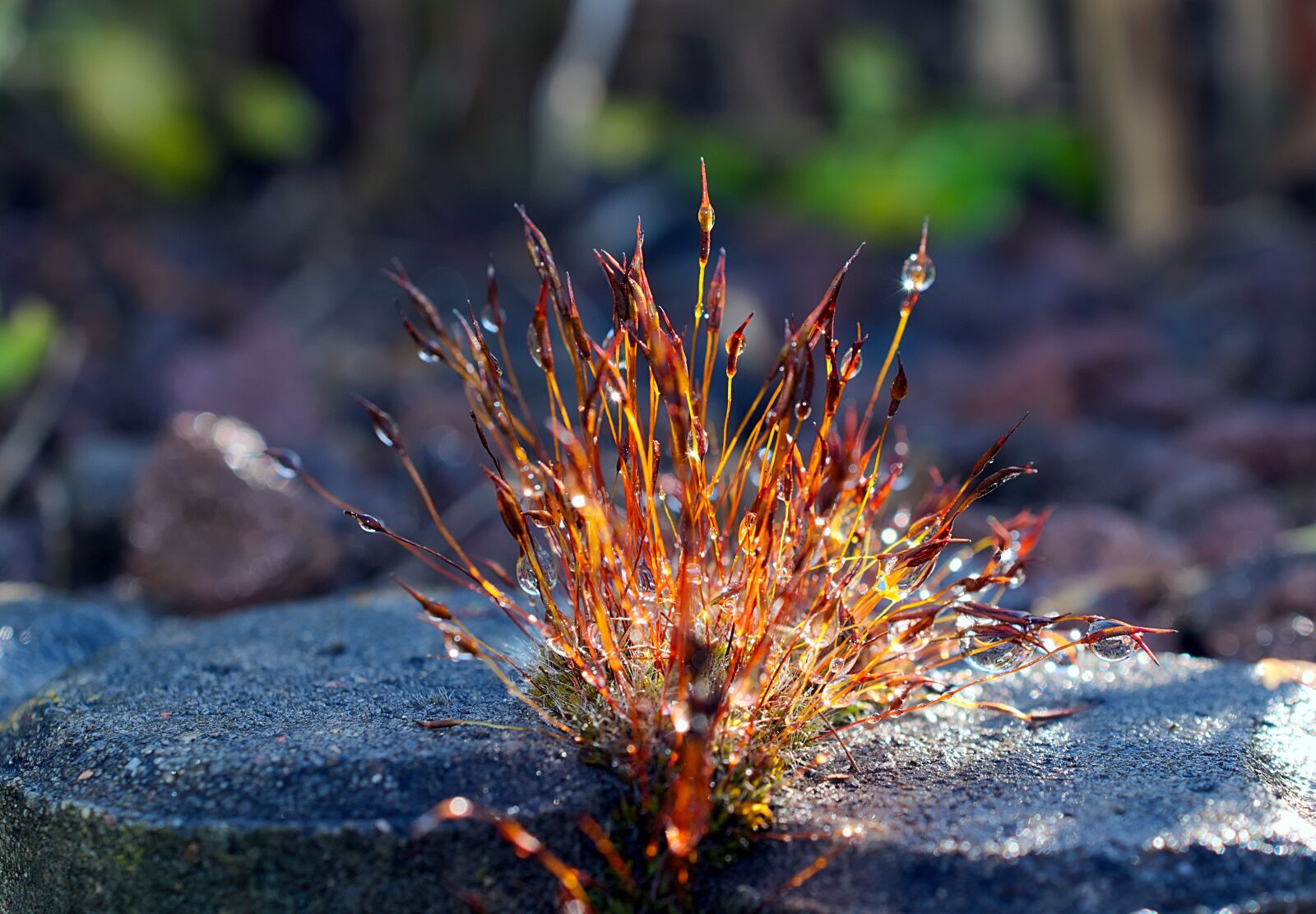 Nikon D3300 sample photo. Moss, water tr fchen photography