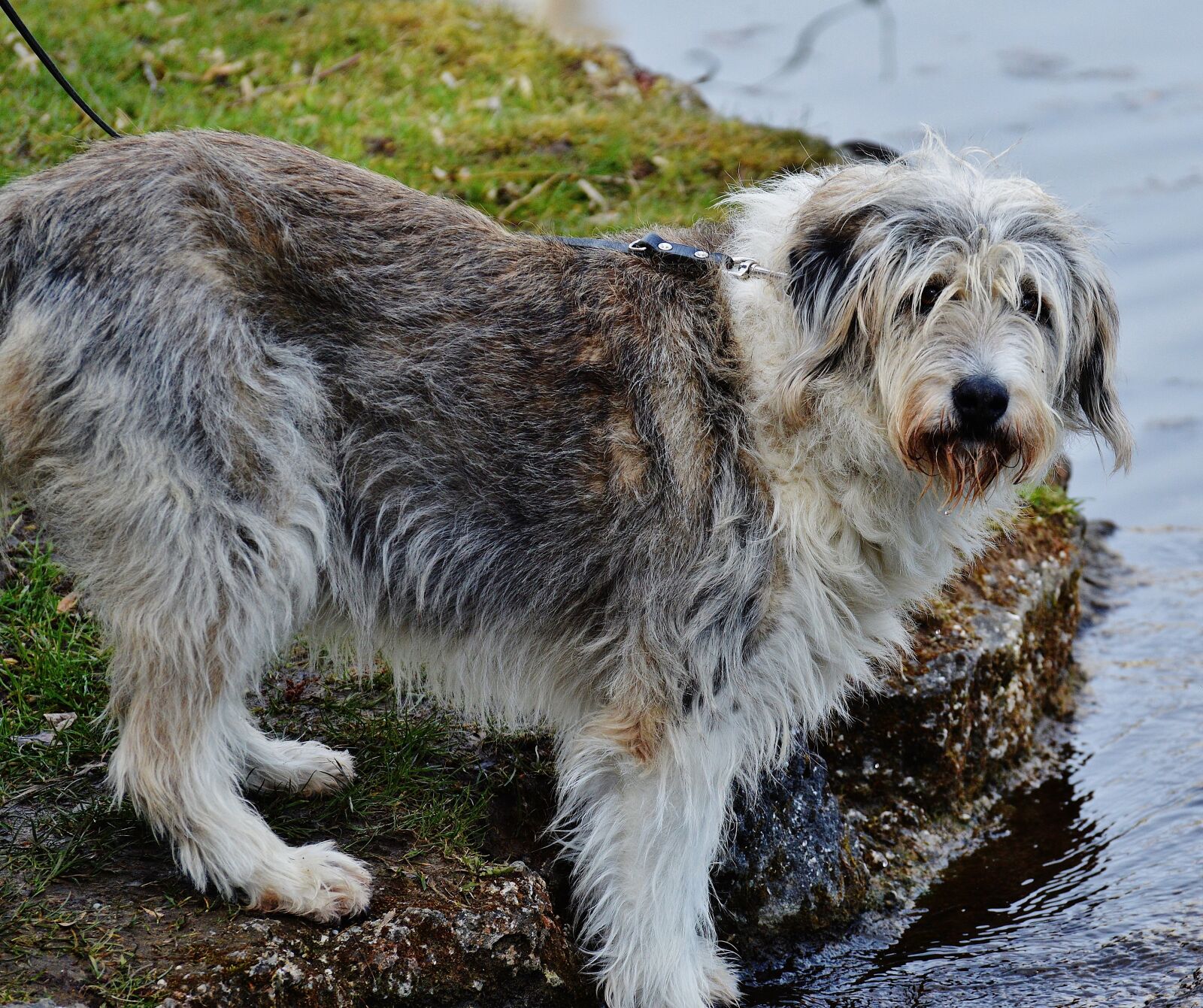 Nikon D3200 sample photo. Dog, fur, pet photography