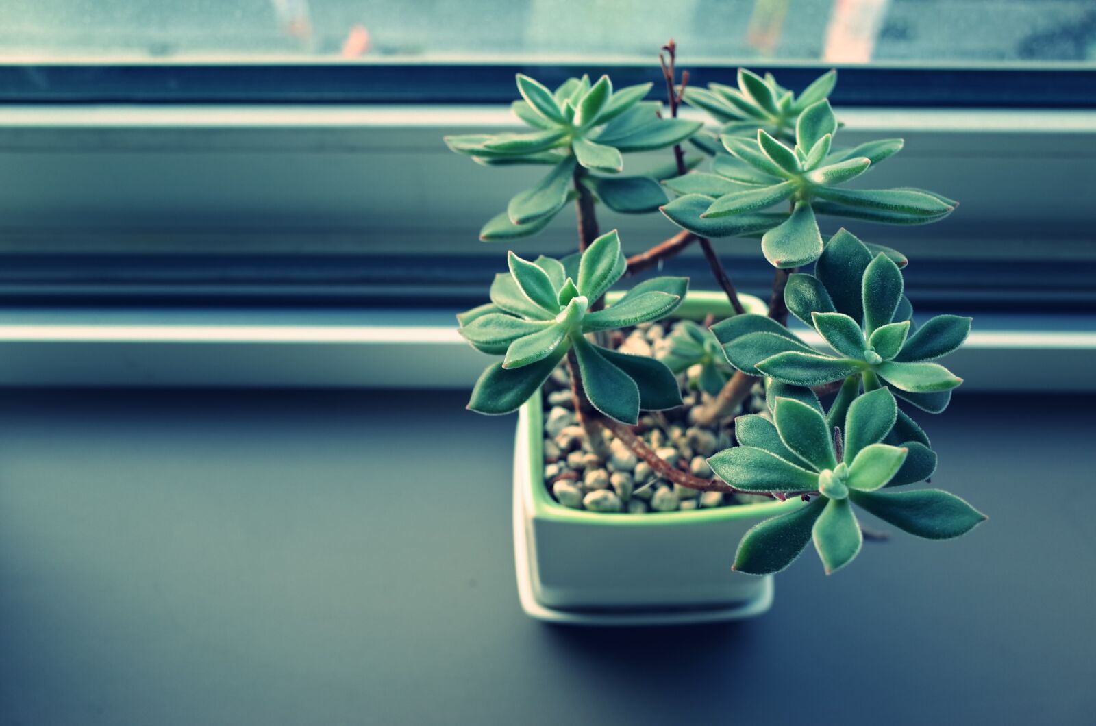 Ricoh GR II + GR Lens sample photo. Close, up, of, plant photography