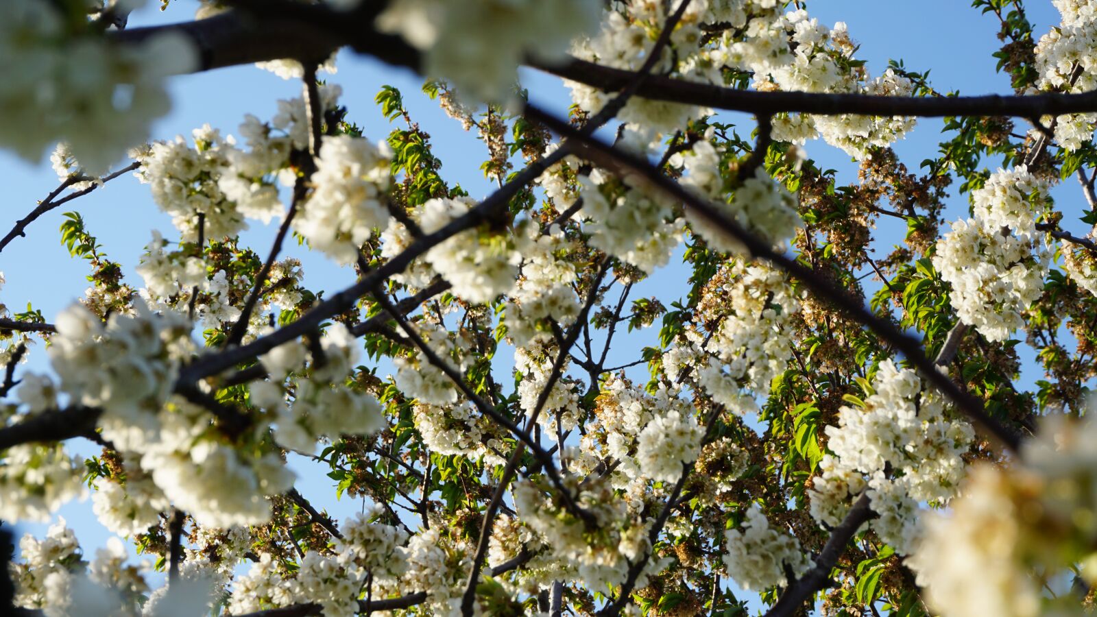 Sony E 16-50mm F3.5-5.6 PZ OSS sample photo. Nature, spring, flower photography