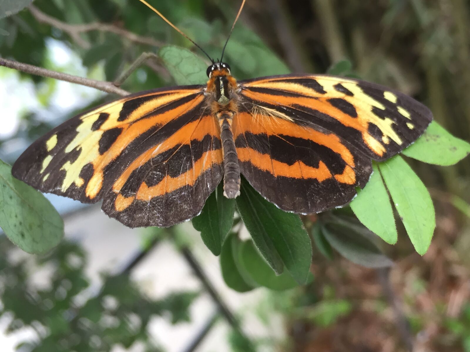Apple iPhone 6 sample photo. Butterfly, leopard print, leopard photography