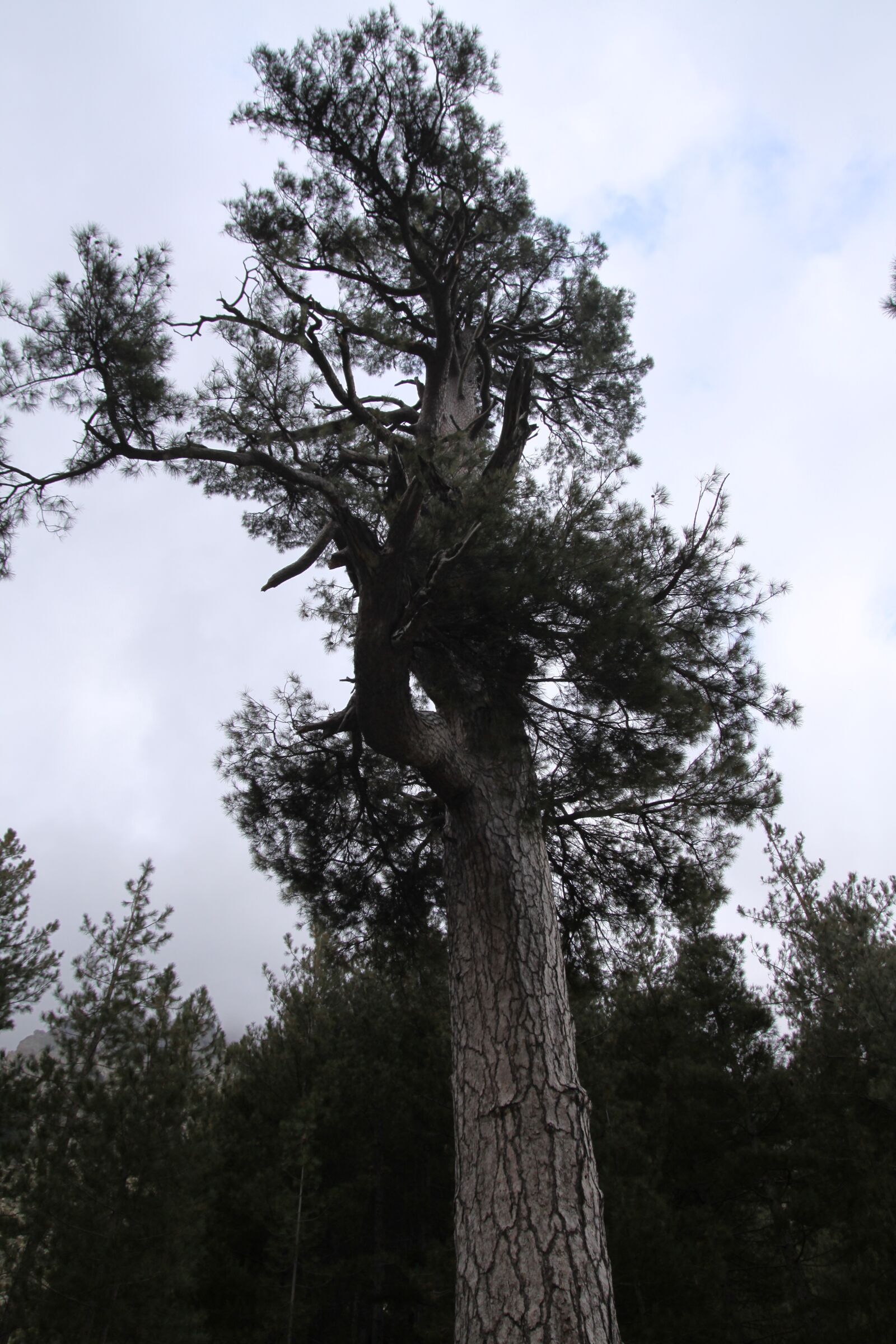 Canon EOS 50D sample photo. Tree, big, pine photography