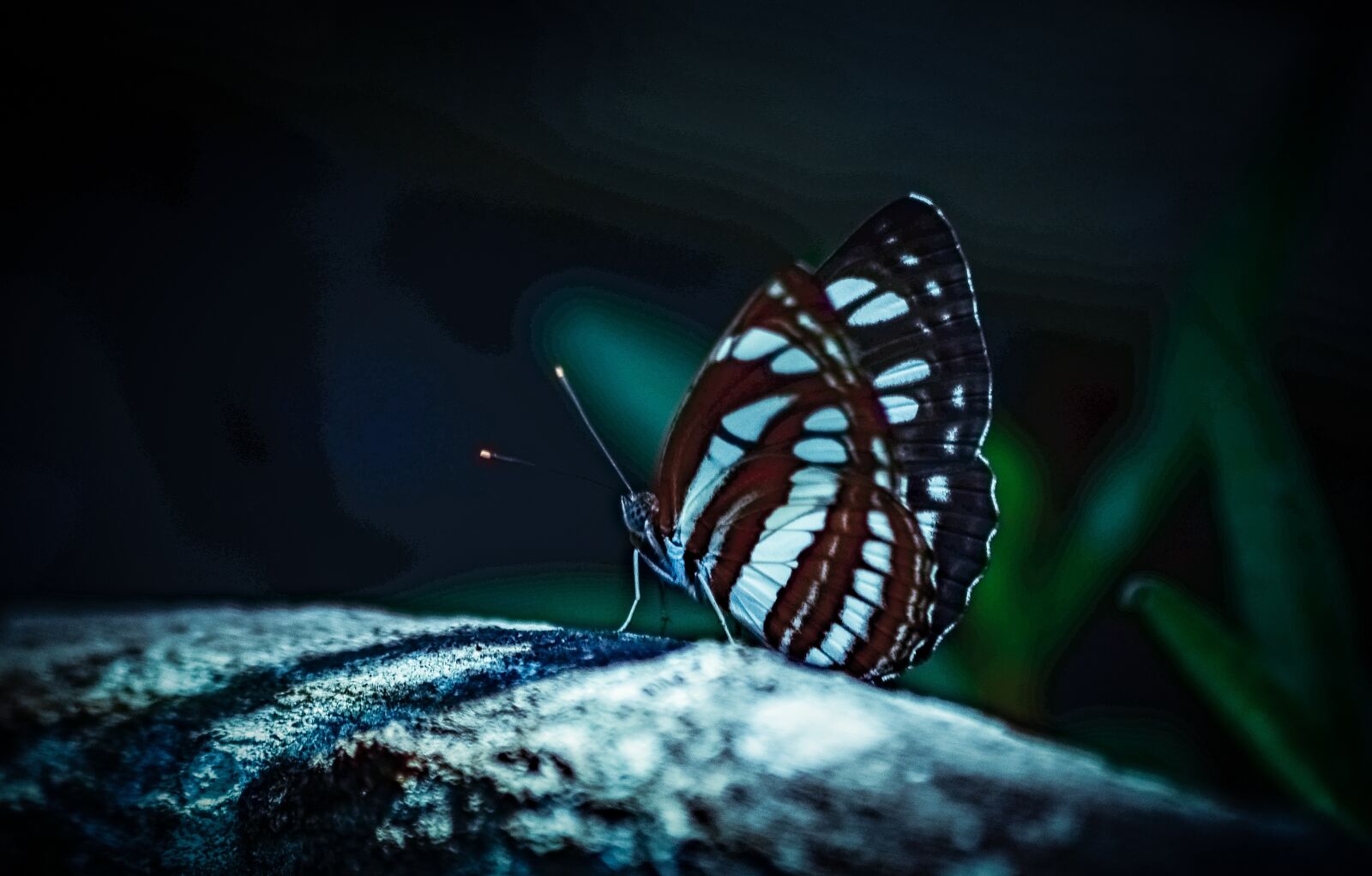 Nikon D5100 sample photo. Butterfly, night, couple photography