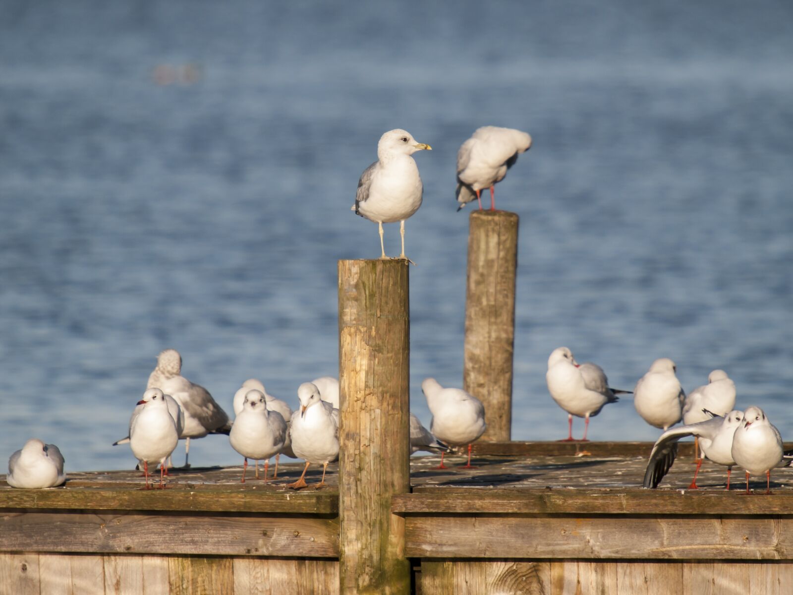 Olympus E-3 sample photo. Gulls, water, water bird photography