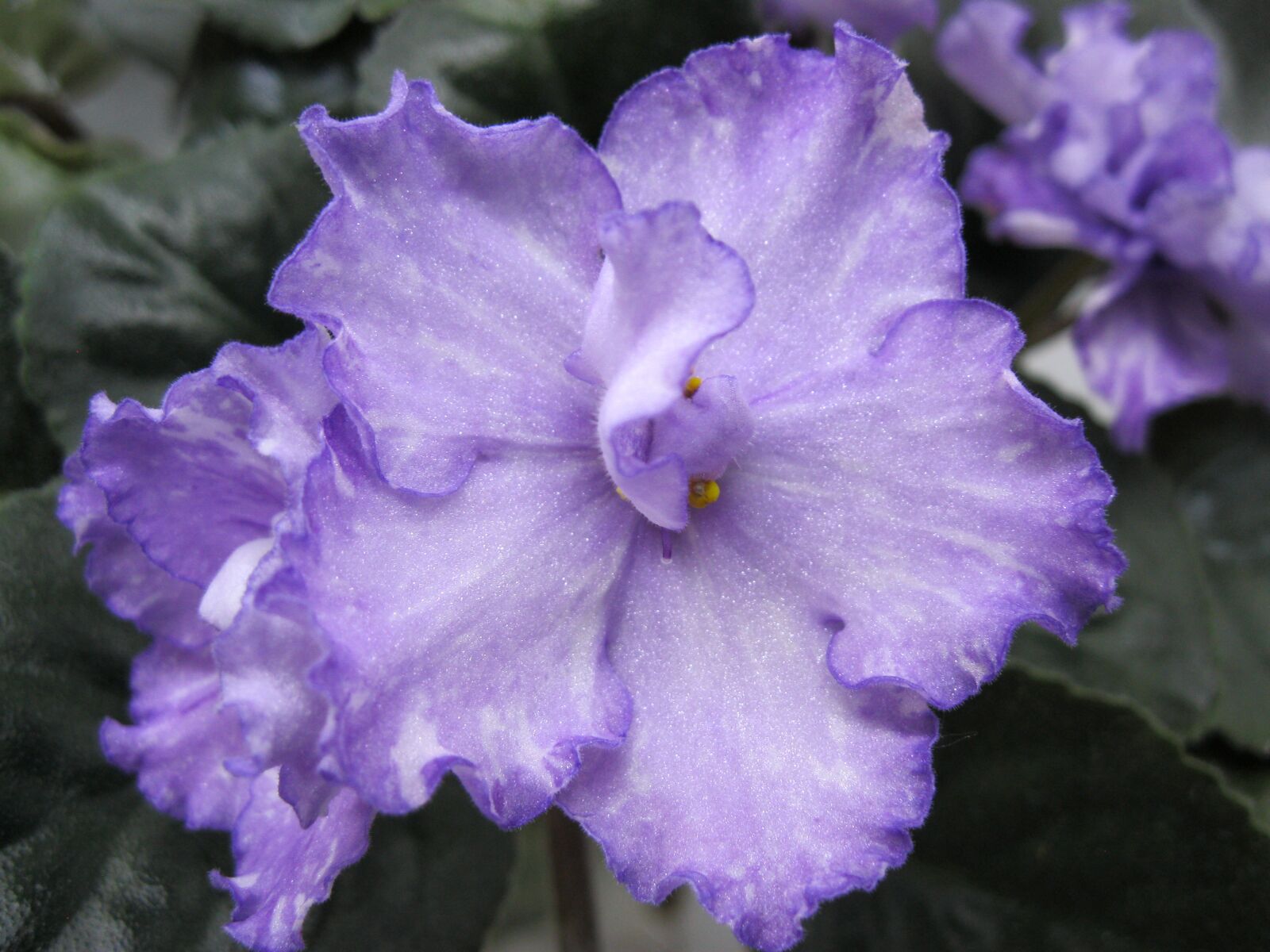 Canon PowerShot A3000 IS sample photo. Saintpaulia, uzambarskaya violet, flower photography