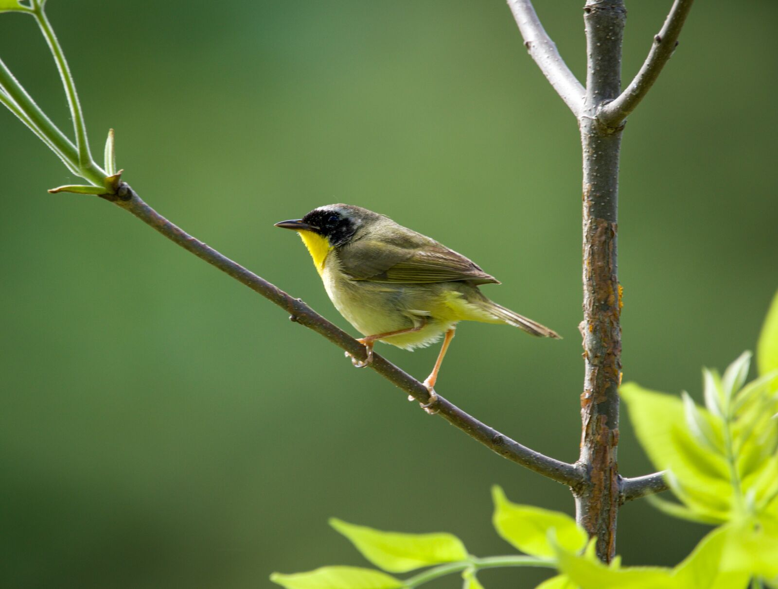Canon 150-600mm F5-6.3 DG OS HSM | Contemporary 015 sample photo. Warbler masked, warbler, bird photography