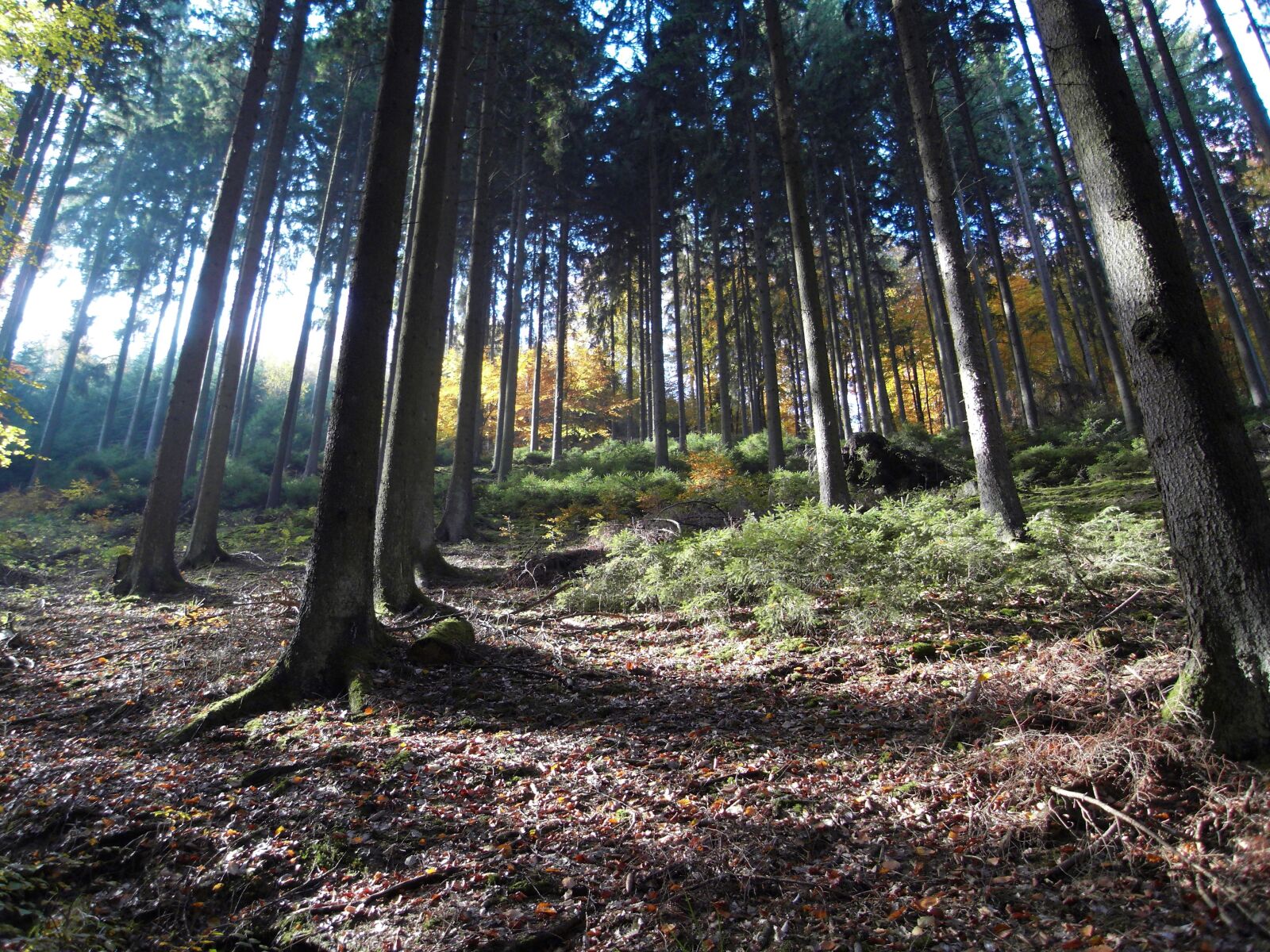 Samsung NV24HD, VLUU NV24HD, LANDIAO NV106HD sample photo. Forest, mood, autumn photography