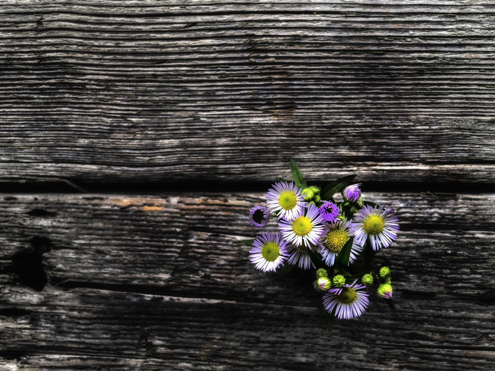 Sony DT 18-55mm F3.5-5.6 SAM II sample photo. Flower, vintage, mood photography