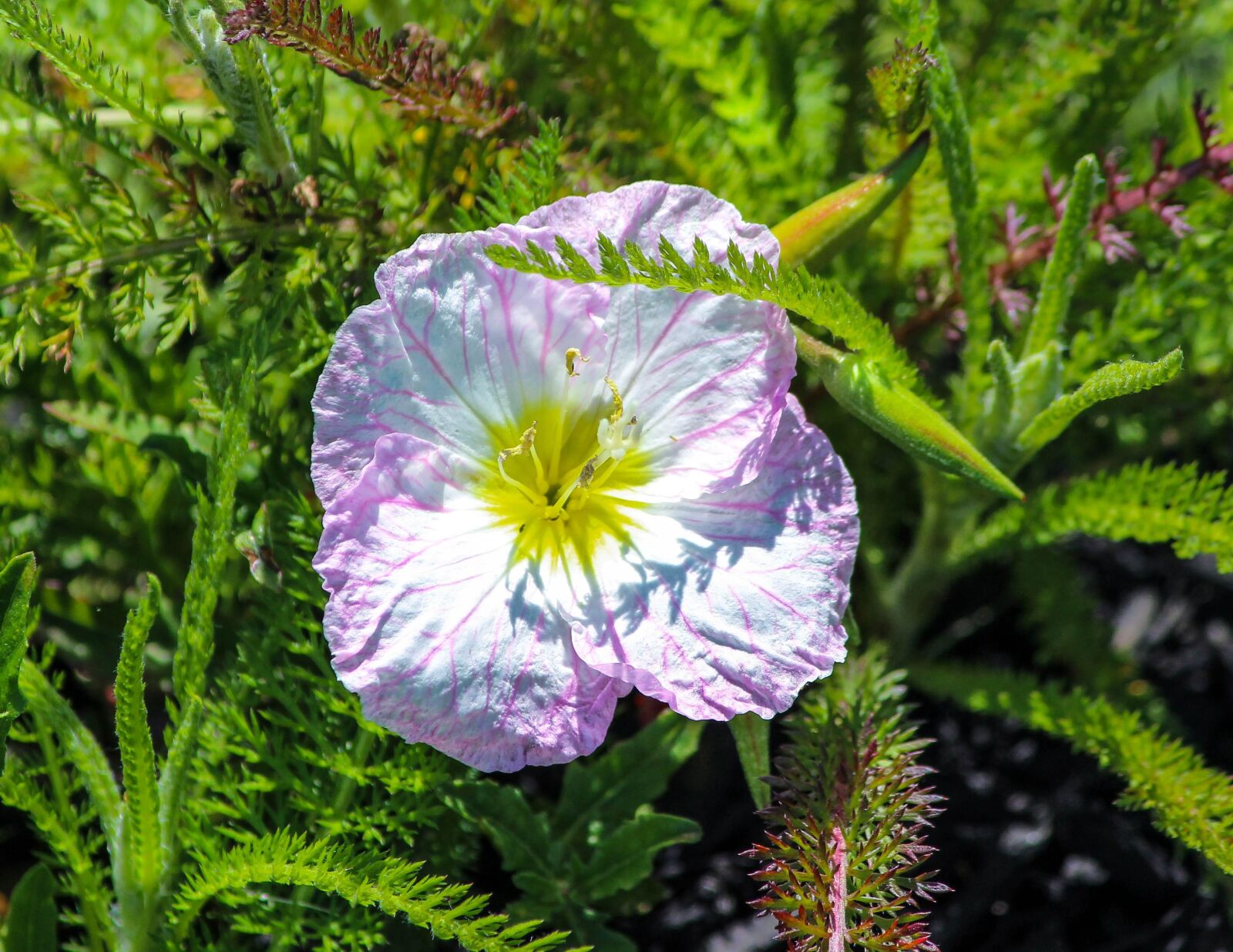 Canon EOS 600D (Rebel EOS T3i / EOS Kiss X5) sample photo. Primrose, pink evening primrose photography