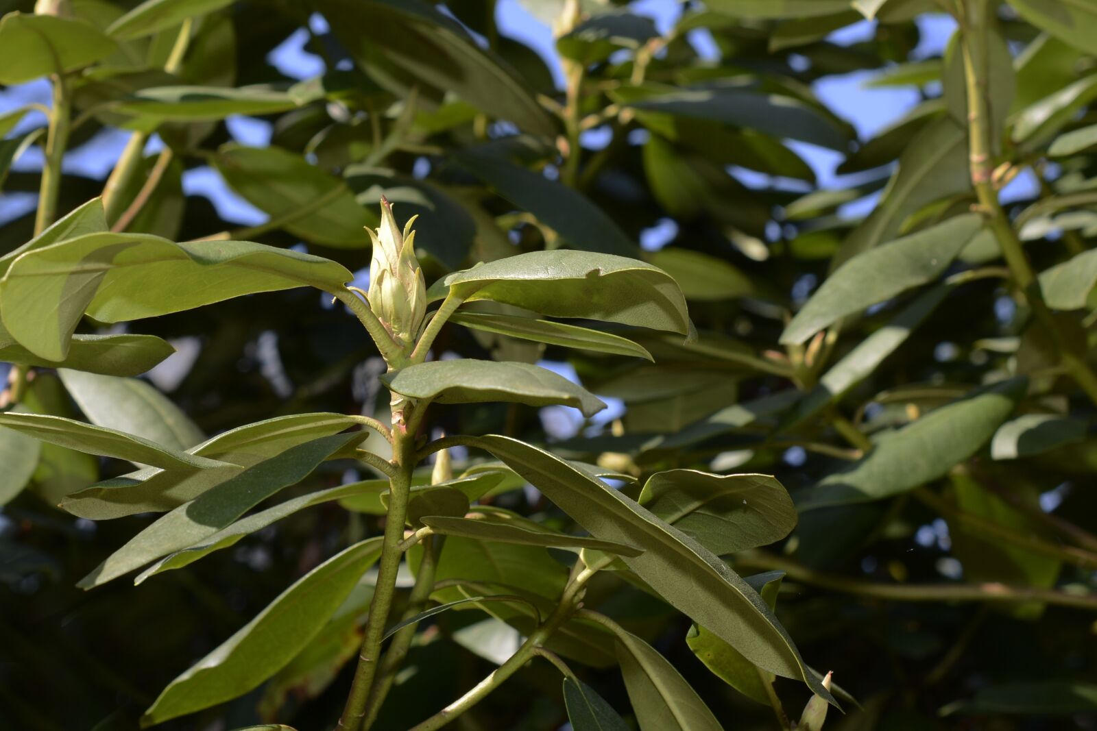 Nikon D7100 sample photo. Rhododendron, bud, spring photography