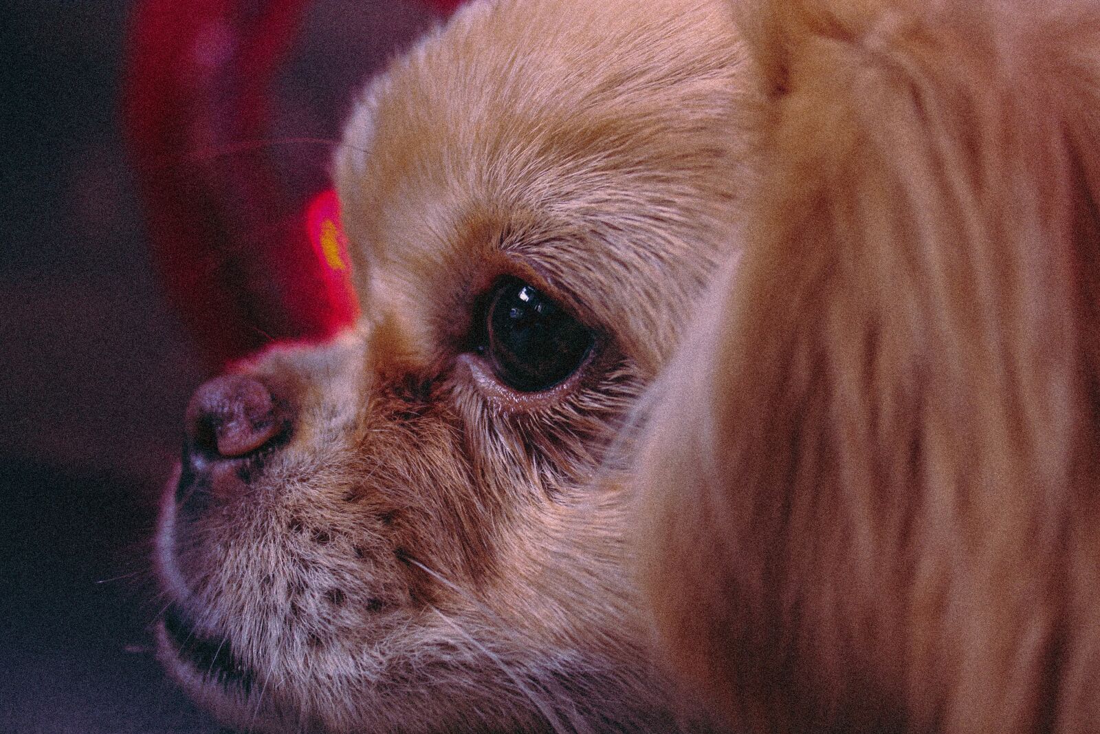 Canon EOS 1100D (EOS Rebel T3 / EOS Kiss X50) sample photo. Dog, the pekingese, cute photography