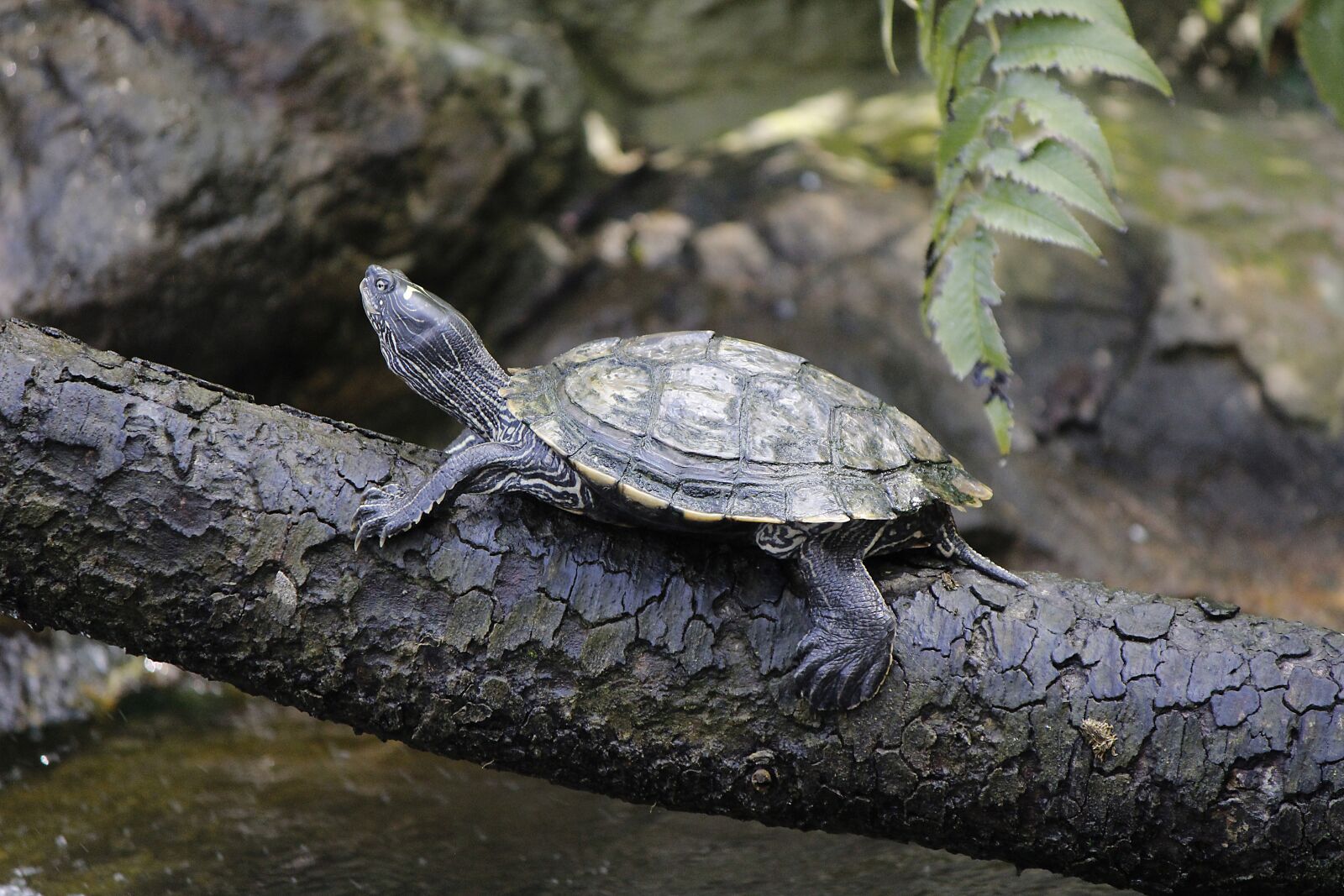 Canon EOS 600D (Rebel EOS T3i / EOS Kiss X5) sample photo. Turtle, panzer, animal photography