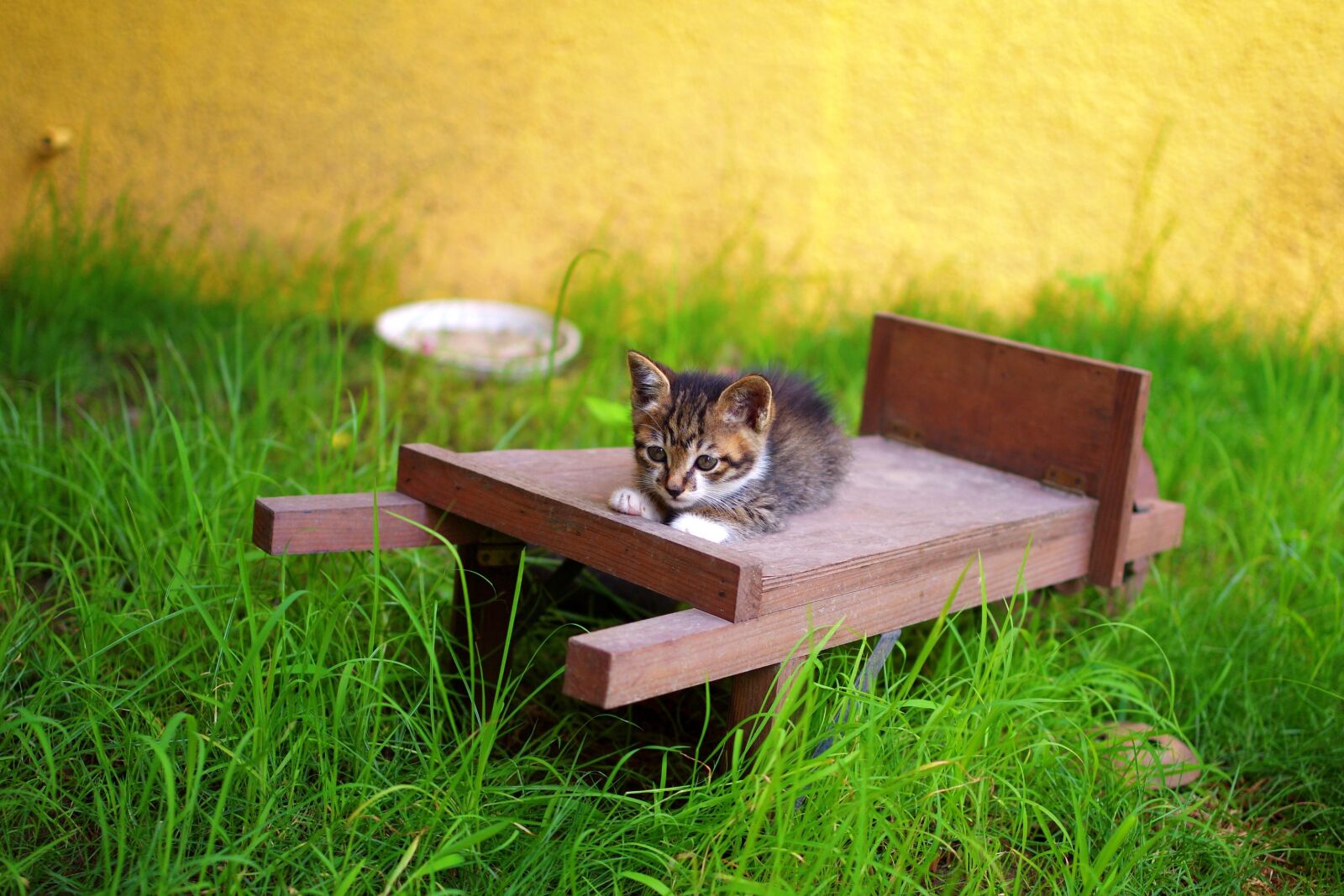Pentax K-x sample photo. Xiamen, kitten, bed and photography