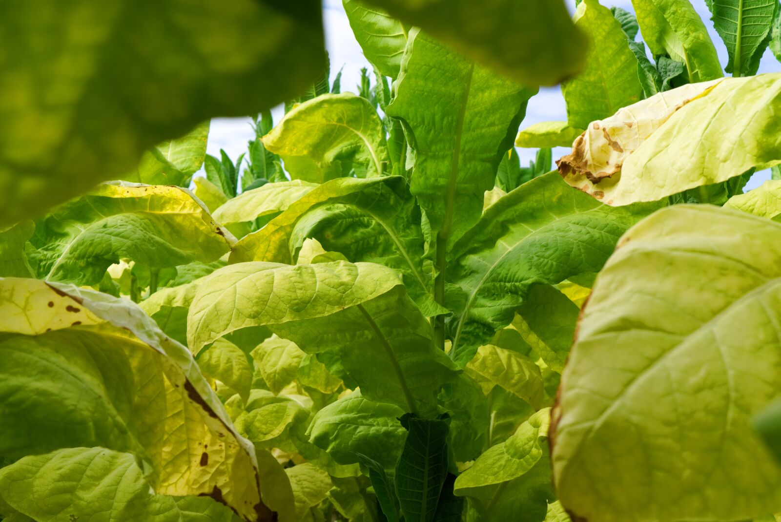 Sony a6000 + Sony E 35mm F1.8 OSS sample photo. Tobacco, plant, leaf photography