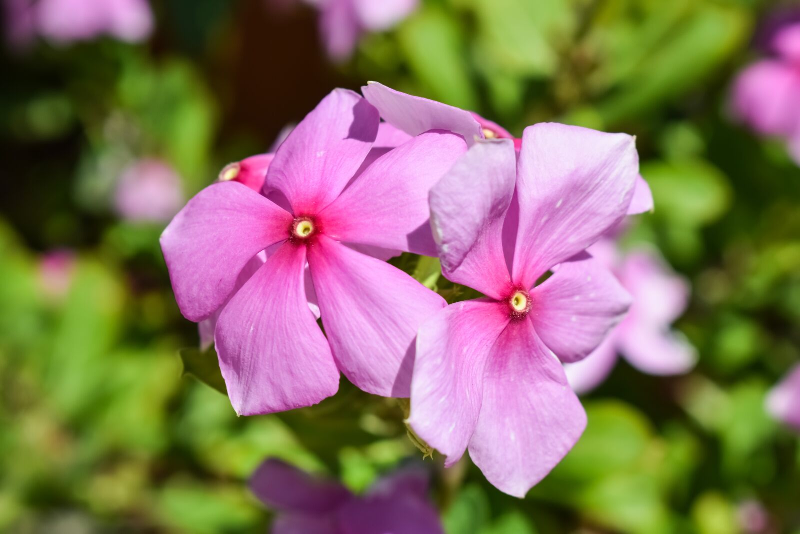 Nikon D3300 sample photo. Flower, purple, nature photography