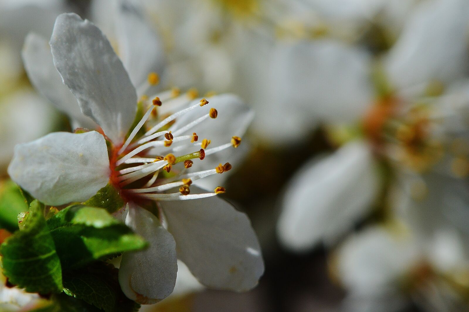 Nikon D3200 sample photo. Spring, blossom, bloom photography