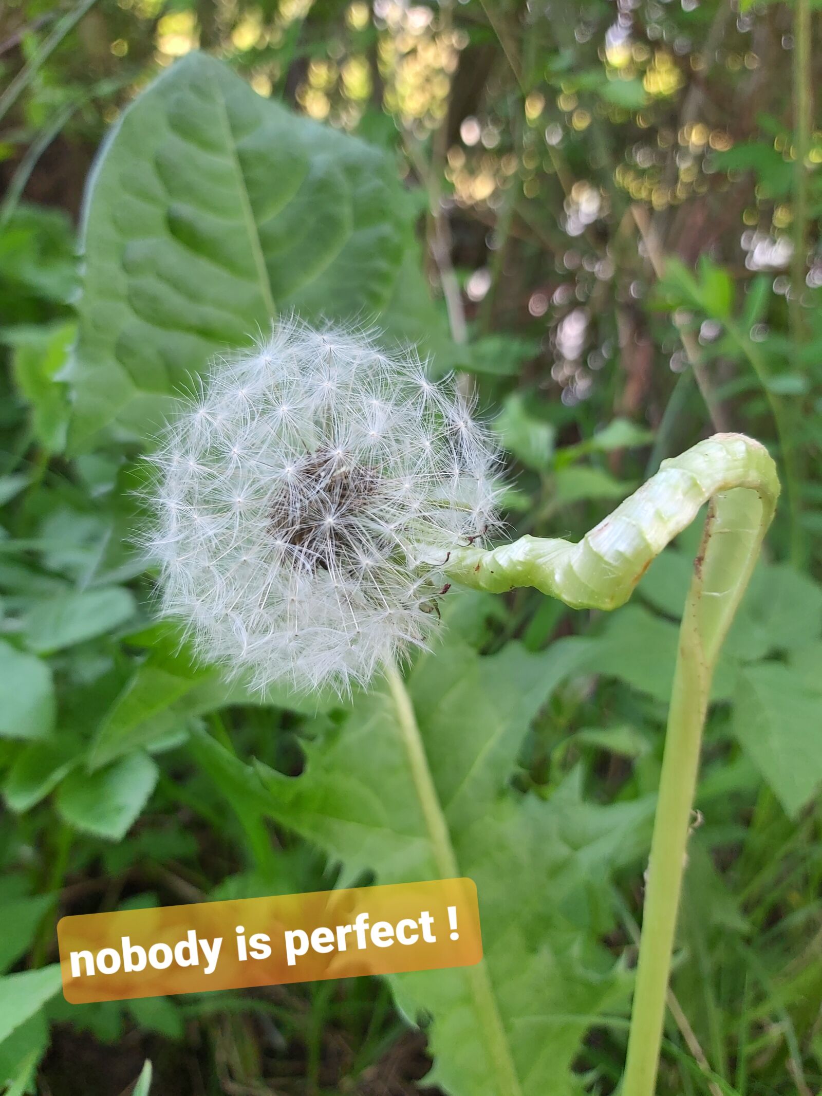 Samsung Galaxy A70 sample photo. Dandelion, taraxacum, seeds photography